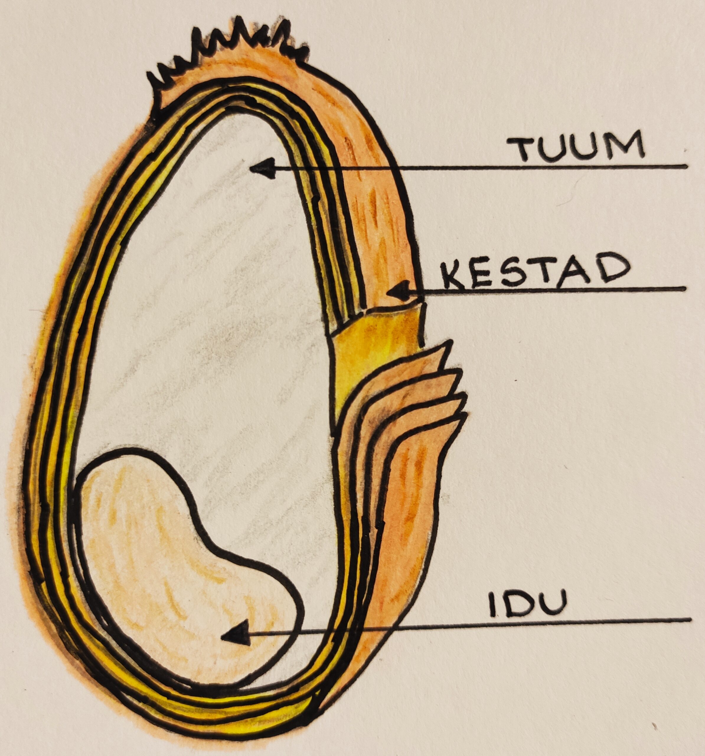 Terise osad. Joonistanud: M. Koppel