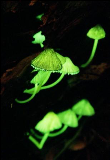 Fluorescent fungi