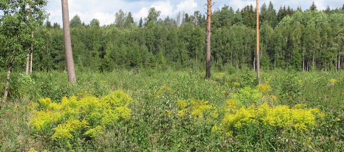 Metsa võõrliigid