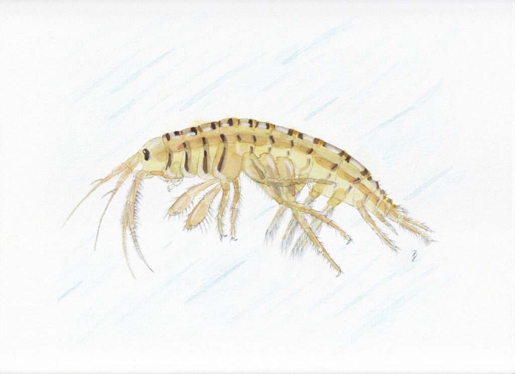 Gammarus tigrinus