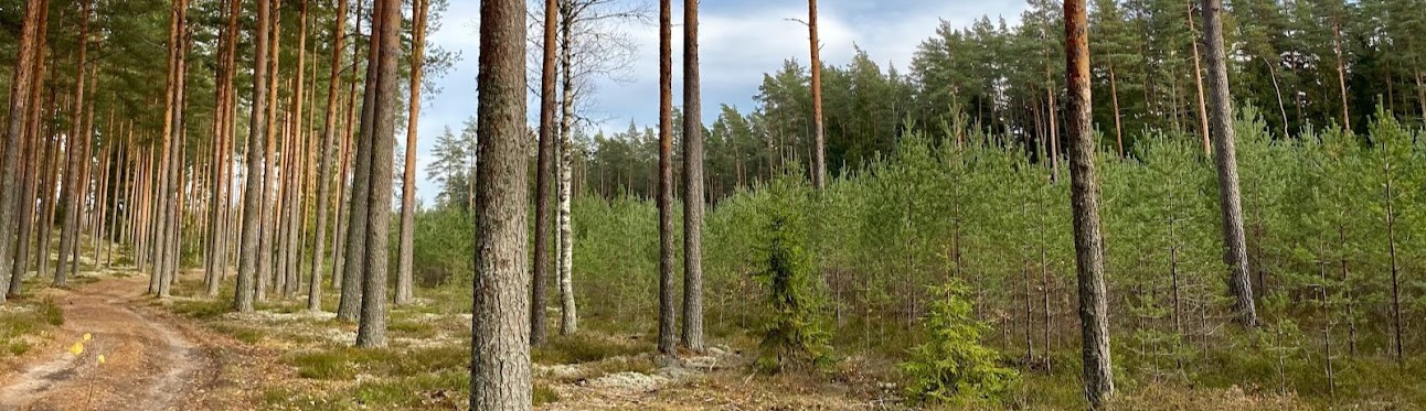 Noored ja keskealised puistud on suured süsiniku sidujad