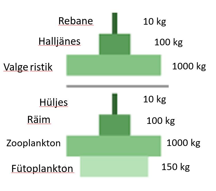 Biomassi püramiid