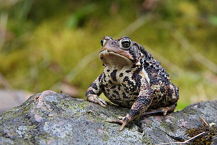 Ökoloogiline isolatsioon