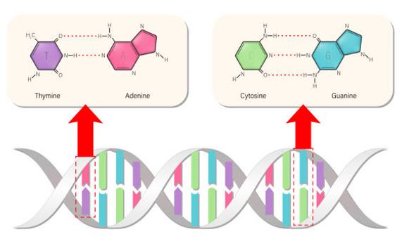 dna_komplementsus