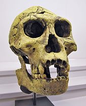 Püstine inimene  Homo erectus