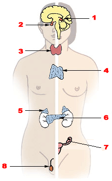 Endokriinsüsteem