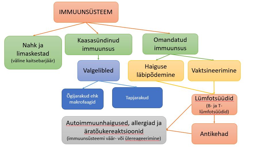 Immuunsus