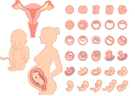 embrüogenees ja lapse sünd