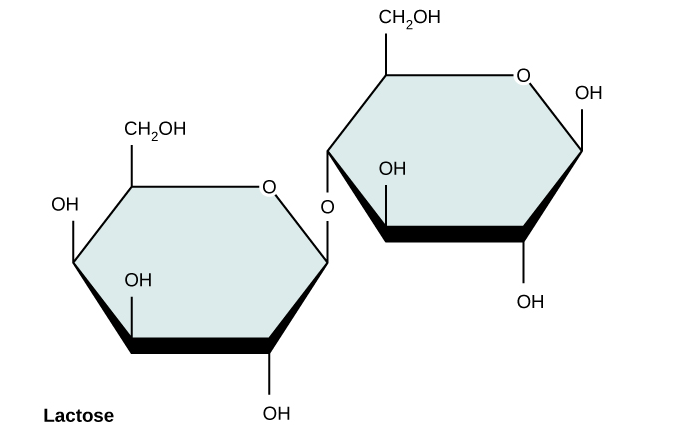 Laktoos