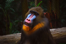 mandrill