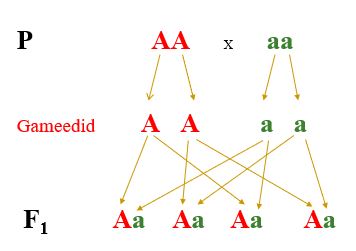 monohubriidne_ristamine