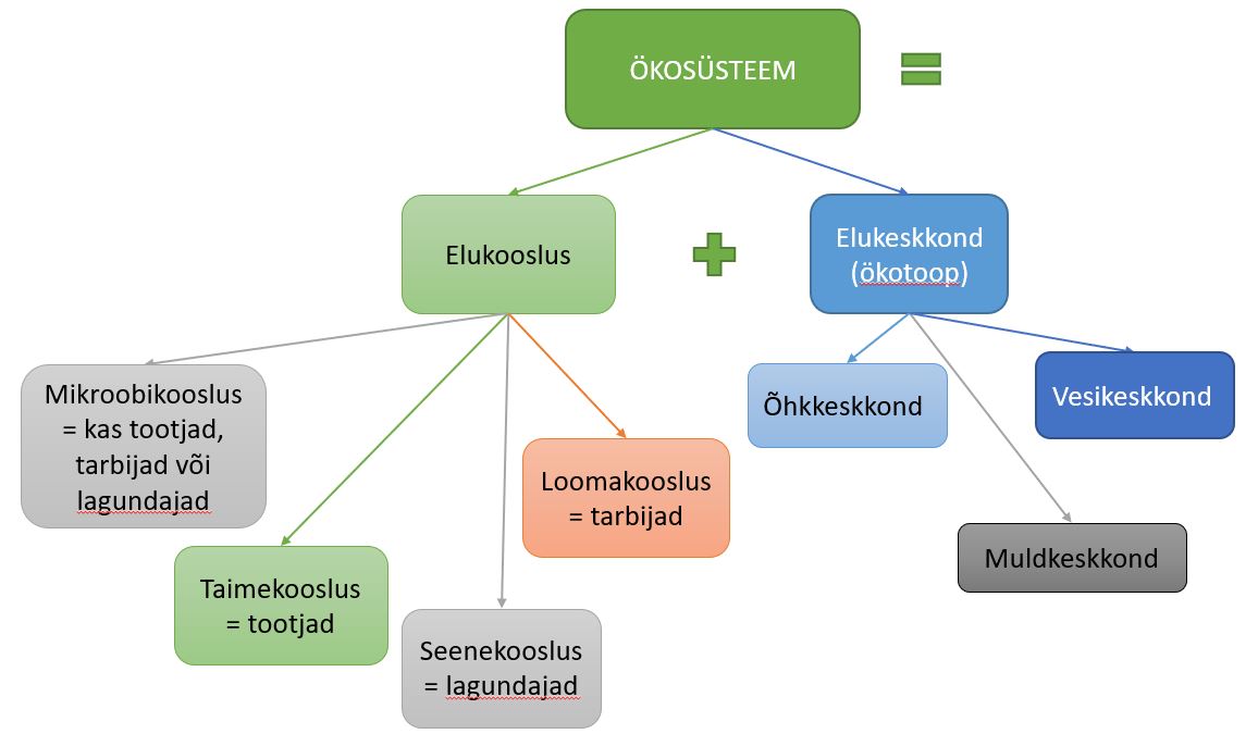 Ökosüsteem