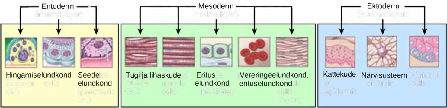 bioloogiline induktsioon