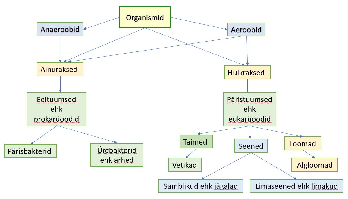 Organismide skeem