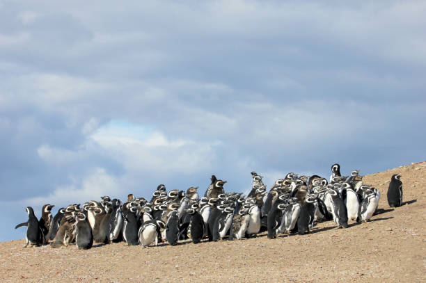 Pingviinid