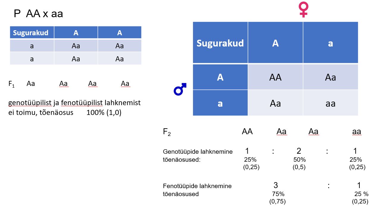 Punnetti võrgustik