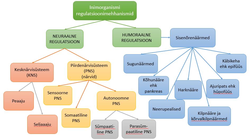 Inimorganismi regulatsioonimehhanismid