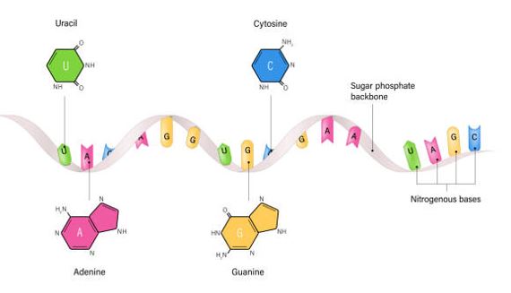 rna_kompl