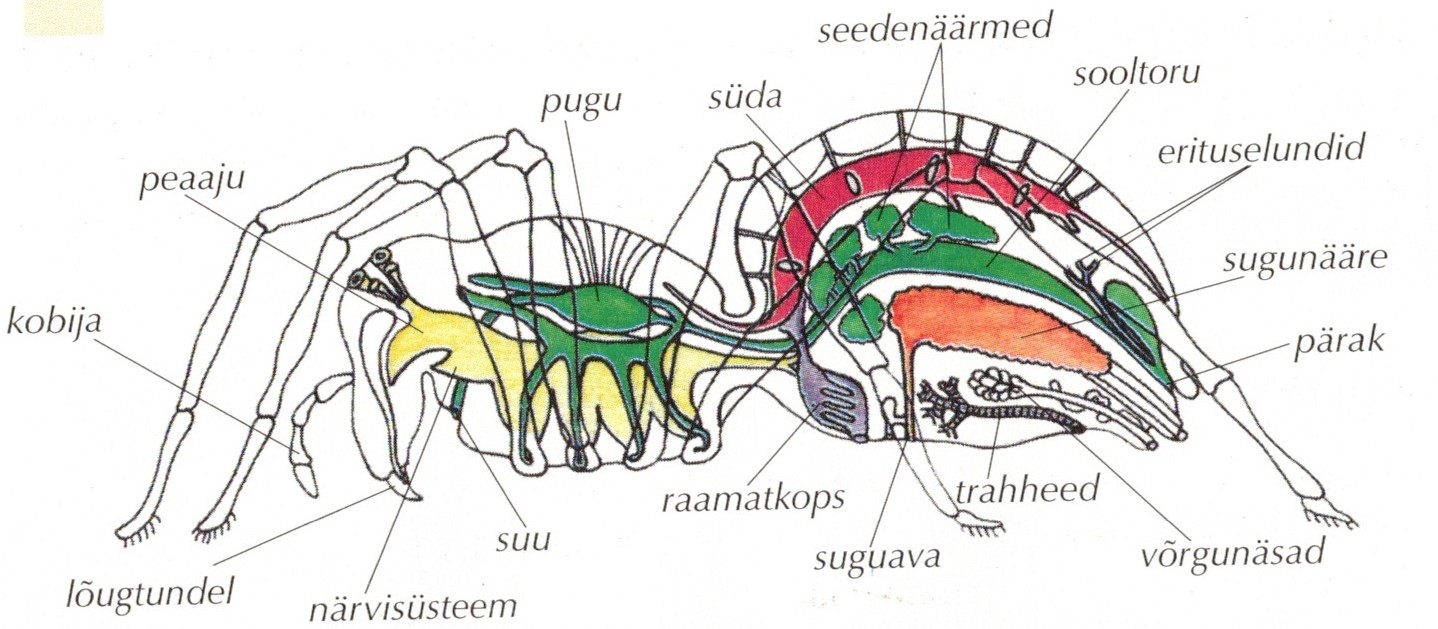 Joonis. Ämbliku siseehitus