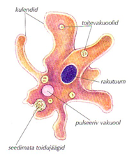 Joonis 12. Amööb
