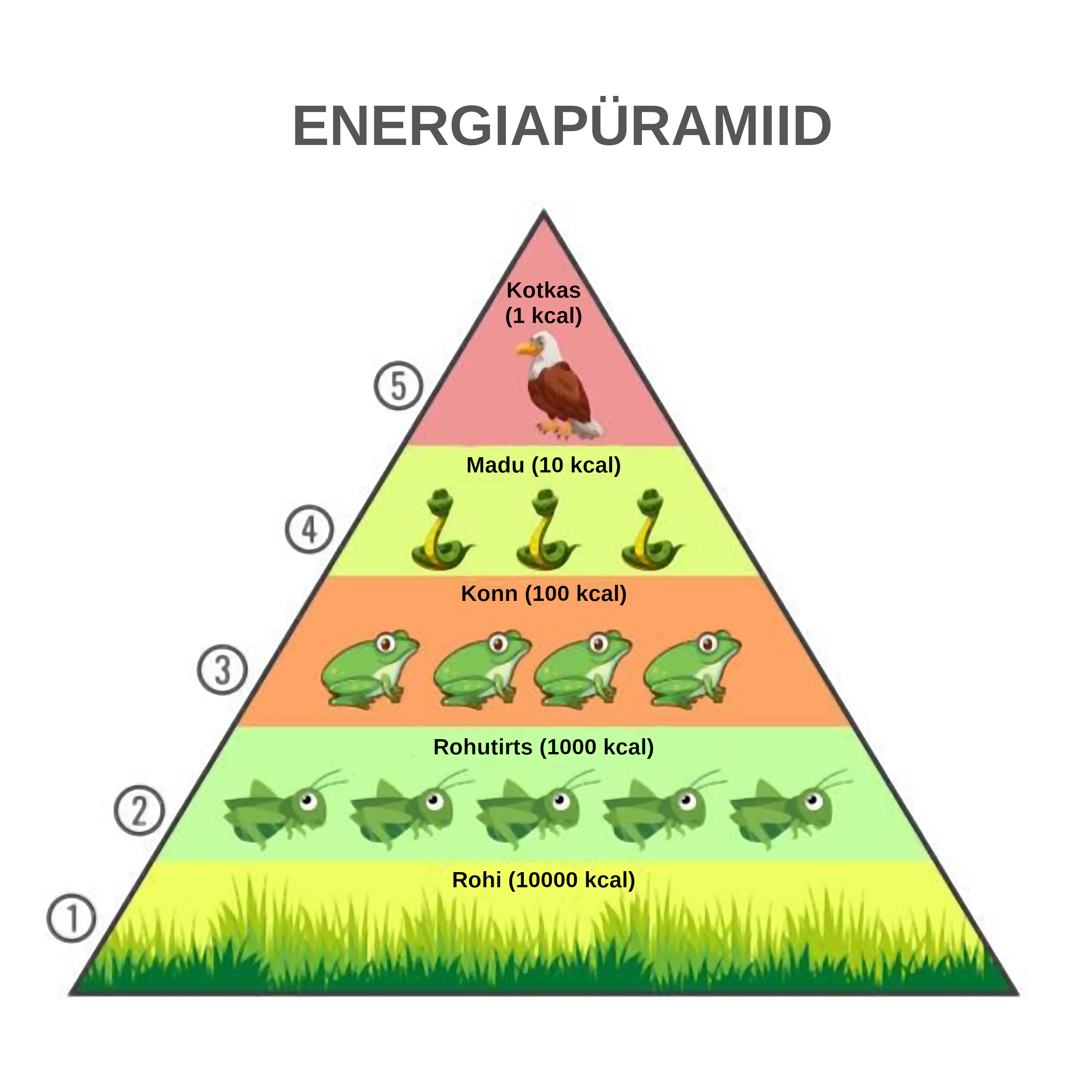 Joonis 16. Energiapüramiid