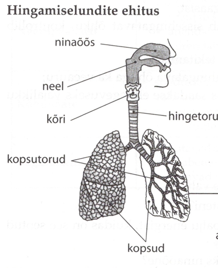 Joonis. Hingamiselundid