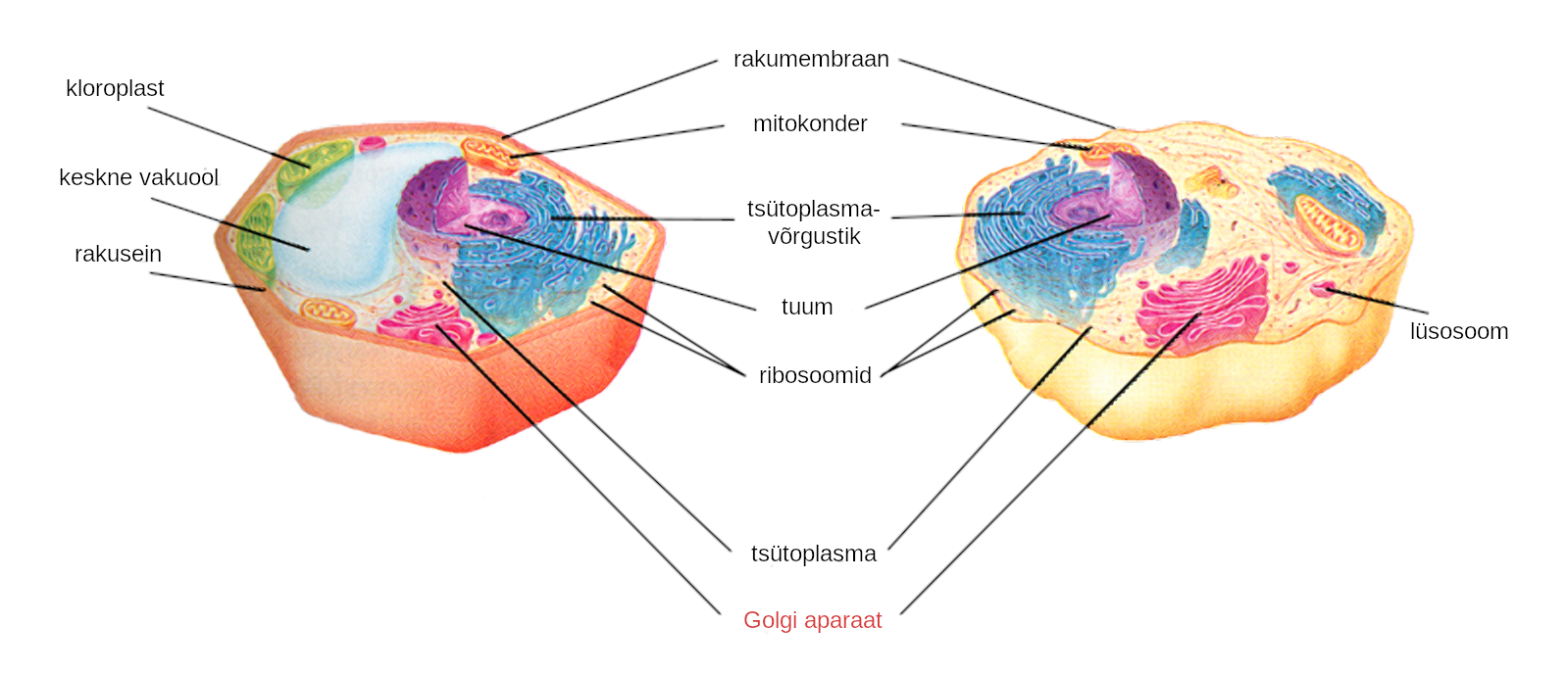 Taime- ja loomarakk