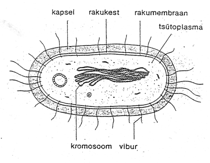 Bakterite ehitus