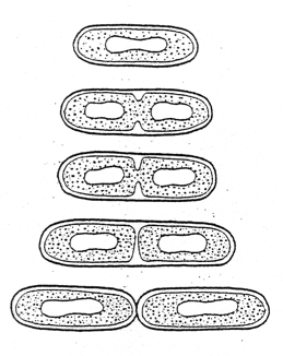 Bakterite paljunemine