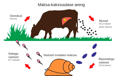 Joonis. Maksa kakssuulase paljunemine (https://www.canadiancattlemen.ca/livestock/controlling-liver-flukes-in-beef-cattle)