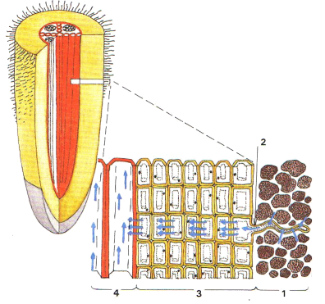Joonis 4. Vee ja mineraalainete liikumine mullast taime juurtesse. 1 -  juurekarv mullas, 2- kattekude, 3 -põhikude, 4- juhtkude