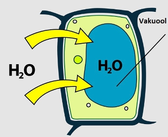 Ainete konsentratsioon taimerakus on kõrgem kui väljaspool rakku. Vesi liigub rakku. Rakurõhk kasvab.