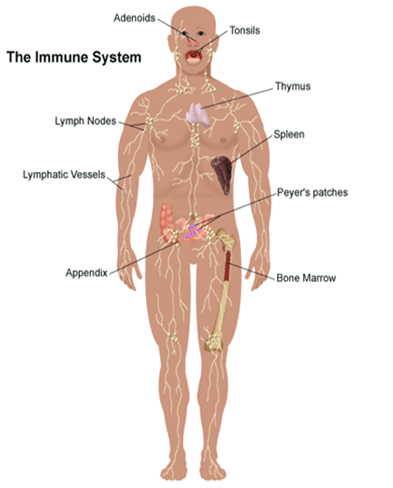 Joonis.  Immuunsüsteemi elundid