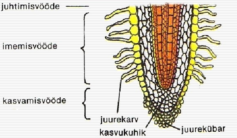 Juure ehitus