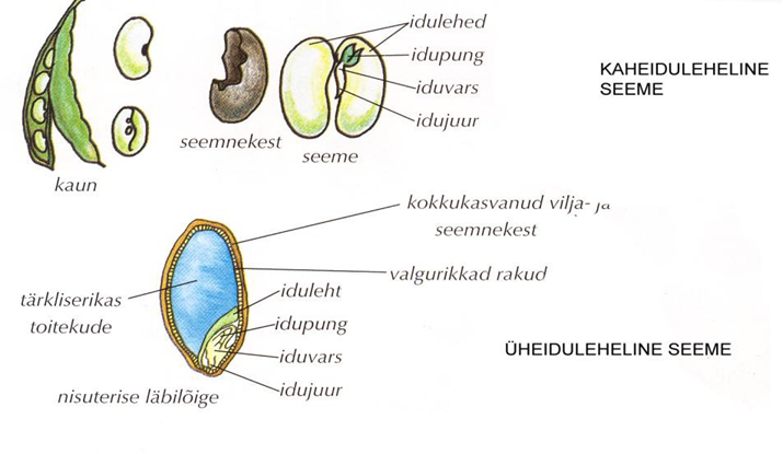 Kaheidulehelise ja üheidulehelise seemne ehitus