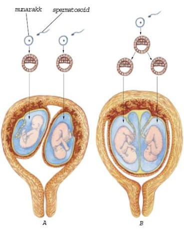 Joonis 8.  Kahemunakaksikud (A) ja ühemunakaksikud (B).