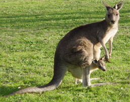 Joonis. Känguru