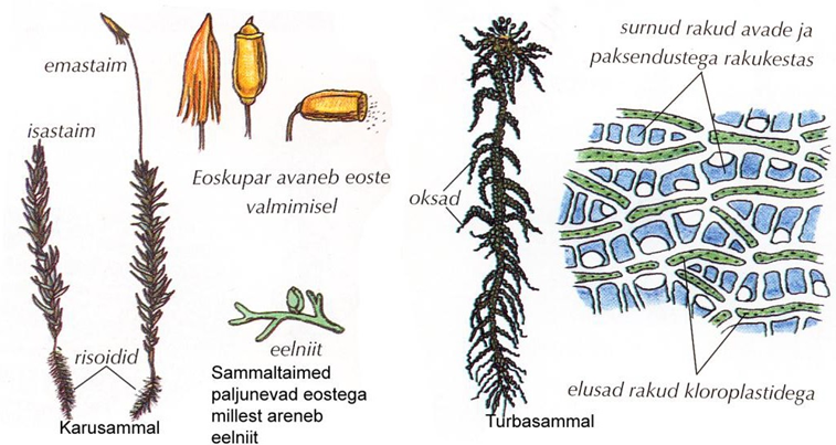 Karusambla ja turbasambla ehitus