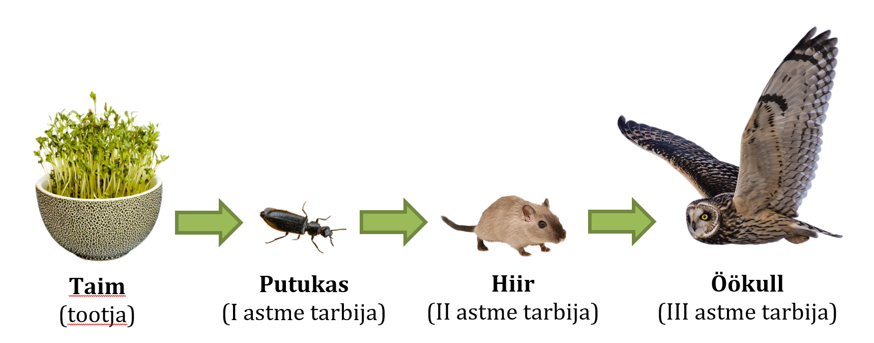 Joonis 6:  Näide kiskahelast: tootja (taim)  → I astme tarbija (taimtoiduline loom) → II astme tarbija   →  III astme tarbija (tippkiskja)