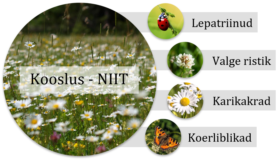 Kooslus: niit