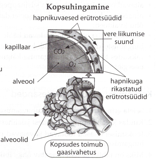 Joonis. Kopsuhingamine