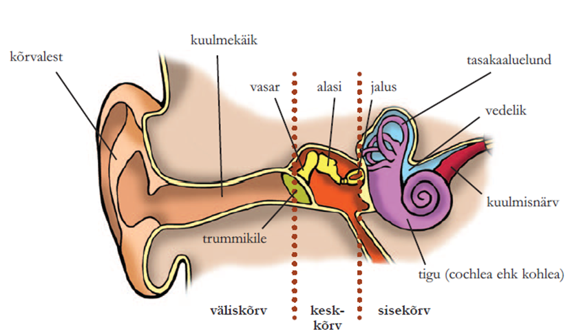 Joonis. Kõrva ehitus