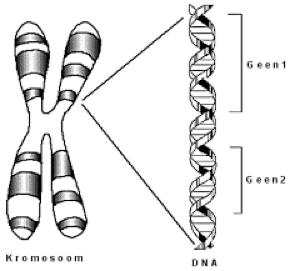 Joonis 3.  Kromosoom ja geenid