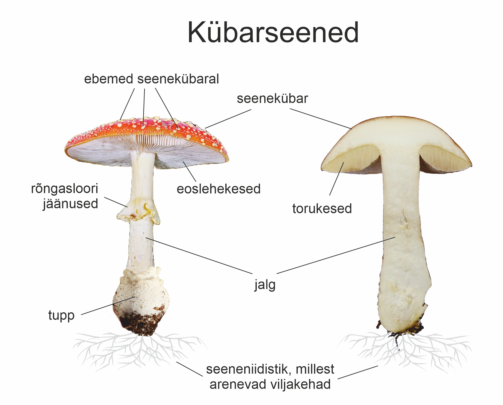 Kübarseened