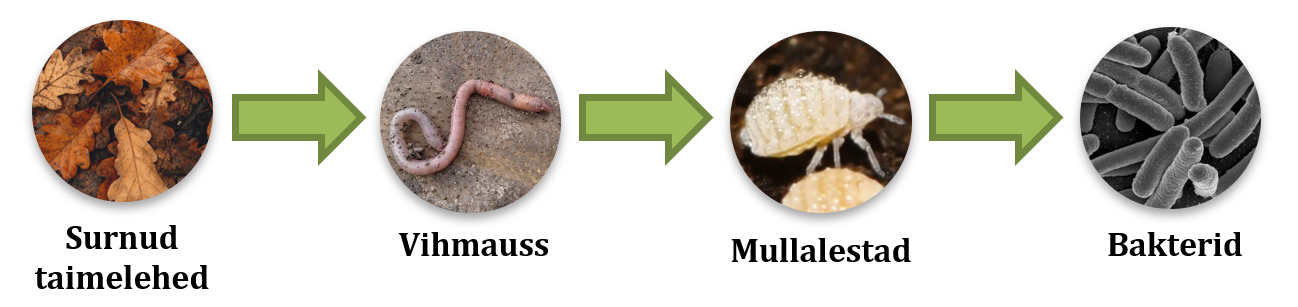 Joonis 7: Näide laguahelast: surnud taimelehed → vihmauss → mullalestad → bakterid