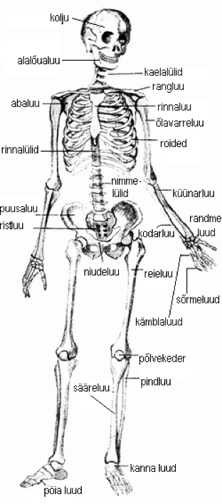 Joonis 4. Inimese luustik  http://upload.wikimedia.org/wikipedia/et/f/f5/Inimskelett.png