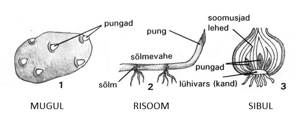 Muundunud võsud