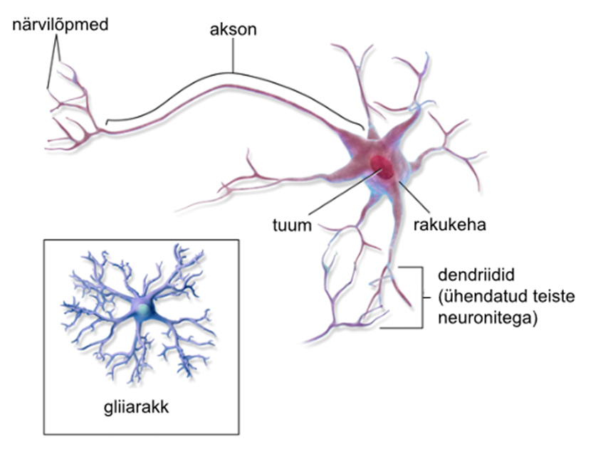 Joonis. Närviraku ehitus