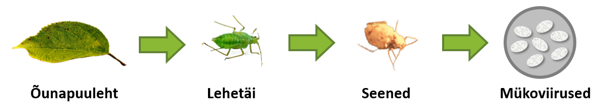 Joonis 8: Näide nugiahelast: õunapuuleht →  lehetäi →  seened  →  mükoviirused