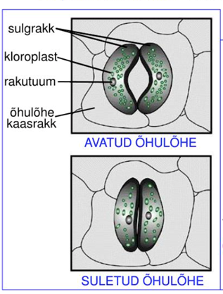 Õhulõhe